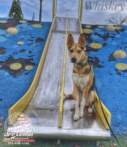 Portland Off Leash K9 Training