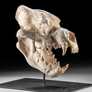 Fossilized skull from Dinocrocuta, meaning "terrible hyena," a large mammal with hyena- or dog-like features (Central Asia, Late Miocene Epoch, Tortonian to Messinian, circa 11.6-5.3 million years old). Estimate: $36,000-$54,000