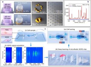 Deep-learning-assisted, label-free, single-cell identification and sorting using a microfluidic SERS chip