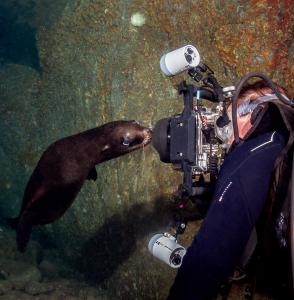 Man diving with a sea lion