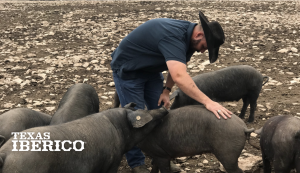 Texas Iberico ranch team member tending to black Iberico pigs outdoors on a rocky Texas Hill Country ranch.