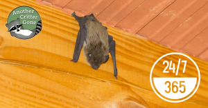 A bat attached to wall near ceiling in a home with stylized logo of the Cincinnati area wildlife removal company, Another Critter Gone, and reference to 24/7 availability