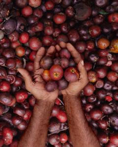 Cashew Apples in Goa