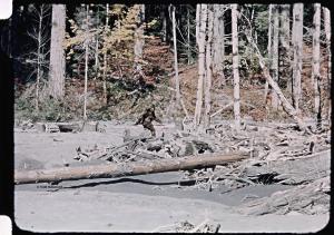 Frame 352 from the historic 1967 Patterson-Gimlin Film, showing the unidentified, humanlike figure known as Sasquatch or Bigfoot walking through the Bluff Creek area of Northern California.
