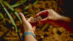 Remineralizer integrated into the soil following field application, beginning the enhanced rock weathering process