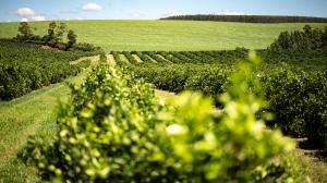 Citrus-growing area on one of our partner farms in Brazil