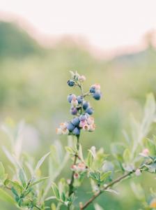 Blueberries in bloom on the 25-acre property.