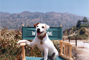Wishbone.Director's Chair
