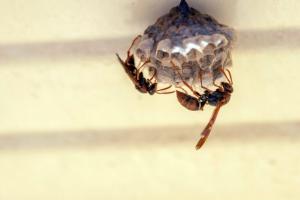 Wasp Removal I Buzz Kill Pest Control