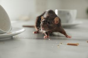 Rat Exterminator I Buzz Kill Pest Control