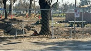 Temporary chain-link construction fencing protecting a mature tree during municipal park development and pre-construction evaluation.