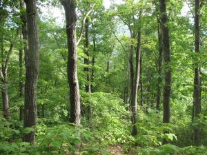 Blue Ridge Mountains oak-hickory forest, Amherst County, Virginia