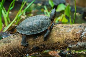 vietnam individualreisen - Schildkröten im Turtle Conservation Centre in Cúc Phương