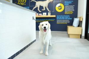 A happy white Golden Retriever standing in the modern lobby of Scenthound Pleasant Grove, a specialized facility for dog groomers Pleasant Grove pet owners trust.
