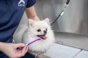 Scenthound staff member performing routine dog hygiene care by brushing a small fluffy white dog's teeth with a purple toothbrush.