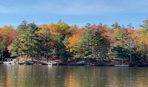 Trees dressed in autumn leaves