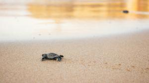 A turtle hatchling on the sand walking towards the sea