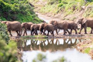 A herd of African elephants, from calves to a large bull with tusks, walks single-file along a muddy riverbank at the edge of a watering hole, their reflections mirrored in the still water below.