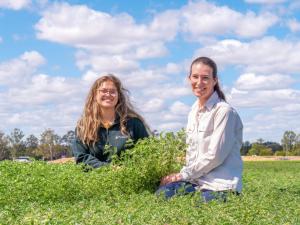 Two female crop researchers crouched down in chickpea crop view plant