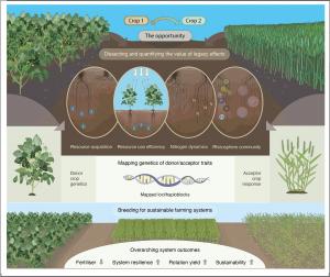 Diagram shows flow chart legacy-focused crop breeding pattens
