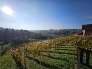 Vineyards in Croatia