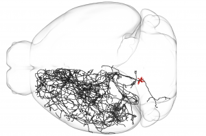 Side profile of a wired neuron in a clear mouse brain