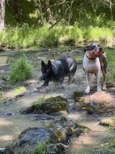 Blacksburg Best Dog Training