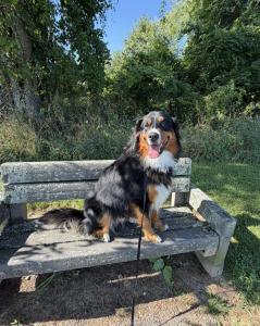 Pittsburgh Best Dog Training