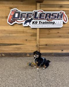 Best Dog Training Pittsburgh, PA