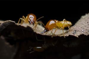 Macro photograph of two pale orange termites on the rim of an excavated wood surface against a black background, the larger one showing the heavy head and dark pincers of a soldier caste.