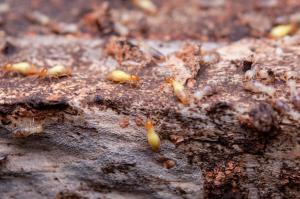 Macro view of pale yellow and white termites spread across a weathered piece of wood, several with orange heads, the timber surface pitted and eaten away around them.