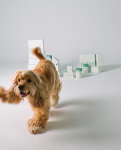 Brown cocker spaniel with blythe pet skincare products