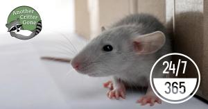 A mouse in a home with stylized logo of the Cincinnati pest and animal control services provider, Another Critter Gone, and reference to 24/7 availability