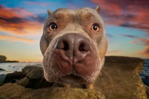 Best Dog Training San Antonio, TX