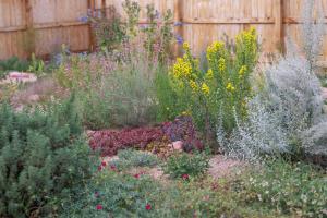 Colorful mixed perennial garden bed with yellow goldenrod, silver-leaved artemisia, purple flowering spikes and burgundy sedum groundcover against a wood fence.