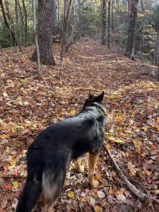 Greenville Best Dog Training
