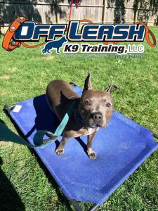 Dayton, OH Dog Training