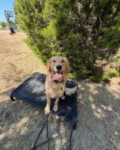 Oklahoma City Best Dog Training