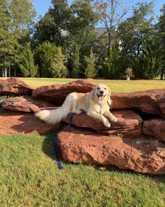 Oklahoma City Dog Training