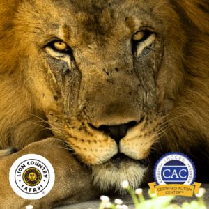 Close-up of a lion’s face with intense golden eyes, displaying scars and a majestic mane.