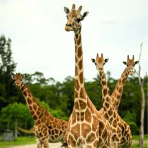 Four giraffes standing outdoors with trees and a clear sky in the background. The closest giraffe faces forward.