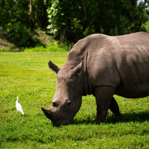 A large rhinoceros grazing on green grass with a small white bird standing nearby in a sunlit, leafy environment.