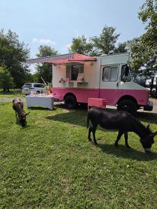 Donkeys hanging out at The Little Bean