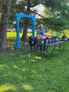 Donkey helping set up flower arrangement station