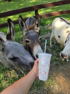 Donkey's sneaking a sip of a Sassy Soda