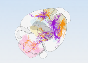 Outline of a transparent mouse brain containing colorful wire patterns within representing patterns of brain cell connectivity