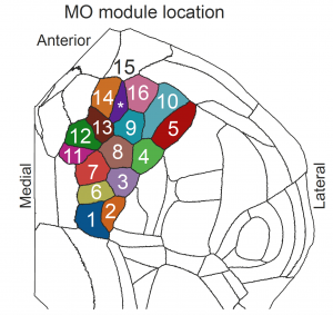 Diagram of a mouse brain with 16 subregions highlighted in various colors