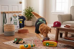 Golden retriever wearing a Boston Celtics pet jersey plays with a football-shaped toy in a bright living room, surrounded by Celtics and Michigan pet jerseys, sports-themed plush toys, and an Alabama cap.
