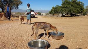 Dogs in communities