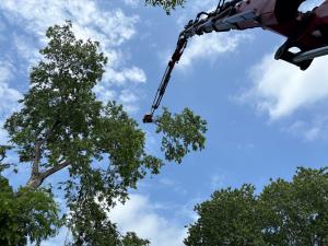 tree trimming service in Nashville TN